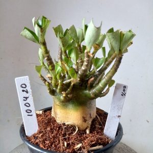 1004 20 Arabicum Onyx
