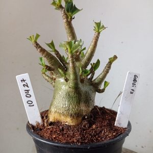 1004 27 Arabicum Godji F2