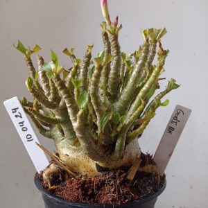 1004 24 Arabicum Godji DK