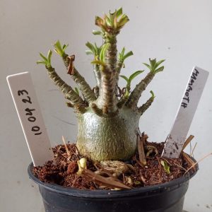 1004 23 Arabicum Mammoth