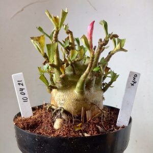 1004 21 Arabicum Onyx