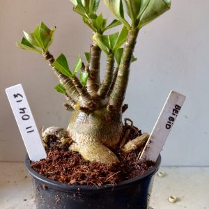 1104 13 Arabicum Bei Bid