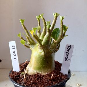 1104 12 Arabicumn Torpedo