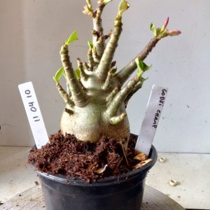 1104 10 Arabicum Godji Champ