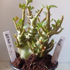 1104 09 Arabicum Hulk