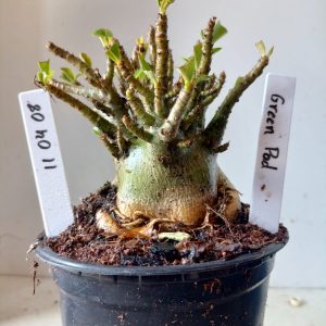 1104 08 Arabicum Green Pod