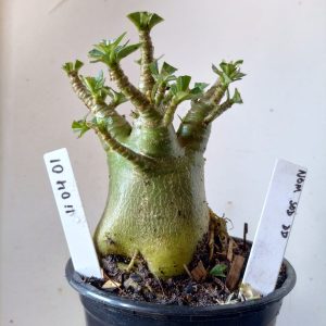 1104 01 Arabicum Nom Sod DD