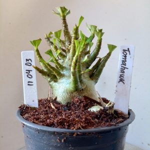 1104 03 Arabicum Tomahawk