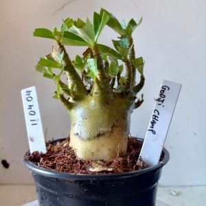 1104 04 Arabicum Godji Champ