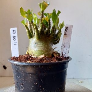 1104 05 Arabicum Thanos