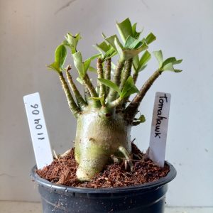 1104 06 Arabicum Tomahawk