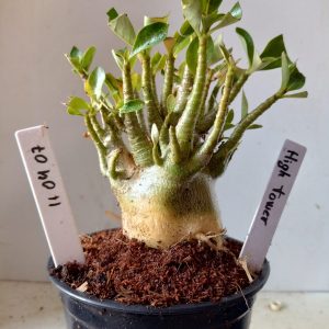 1104 07 Arabicum Hightower