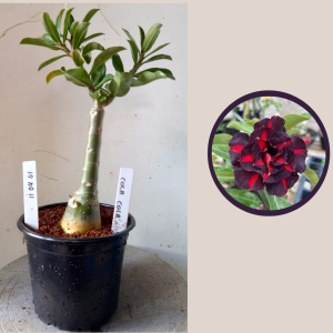 1104 01 Rosa do Deserto Coca Cola