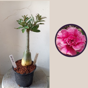 1104 03 Rosa do Deserto Rain Butterfly