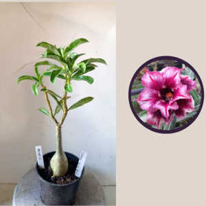 1104 06 Rosa do Deserto Double Blue Boy