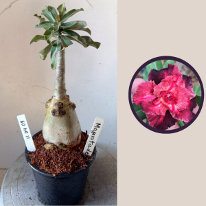 1104 09 Rosa do Deserto Majestade