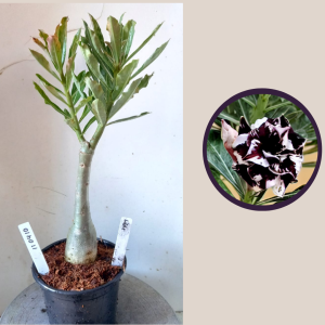 1104 10 Rosa do Deserto Lilac