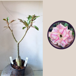 1104 11 Rosa do Deserto Rei Davi 2