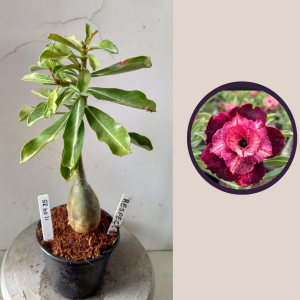 1104 35 Rosa do Deserto Respect