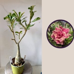 1104 34 Rosa do Deserto KR-54