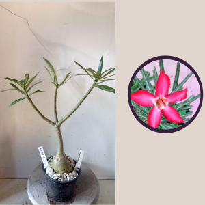 1104 32 Rosa do Deserto Nova Tanzania