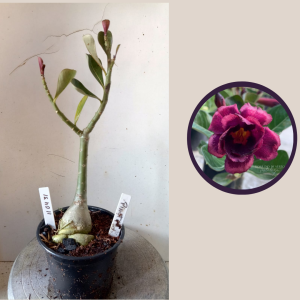 1104 31 Rosa do Deserto Pinot