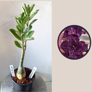 1104 28 Rosa do Deserto Ceu Estrelado