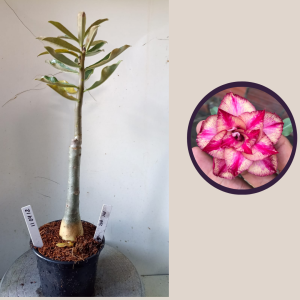 1104 12 Rosa do Deserto Pic Nic