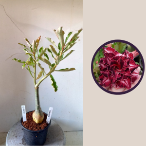 1104 13 Rosa do Deserto Rihanna