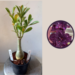 1104 27 Rosa do Deserto Ceu Estrelado