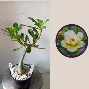 1104 26 Rosa do Deserto Chee