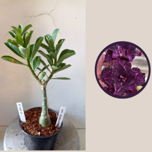 1104 15 Rosa do Deserto Ceu Estrelado