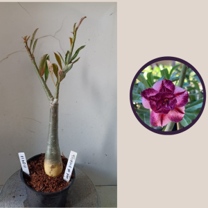 1104 17 Rosa do Deserto Thinking of You