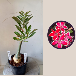 1104 19 Rosa do Deserto Estrelinha