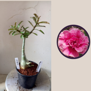 1104 21 Rosa do Deserto Rain Butterfly