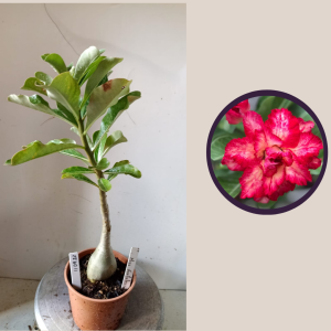 1104 22 Rosa do Deserto Miss Fortaleza