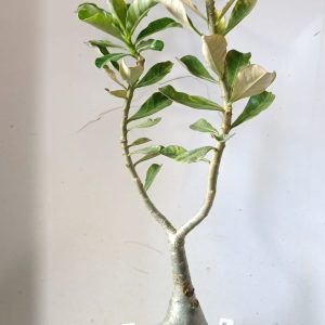 1104 23 Rosa do Deserto Surprise Enxertada