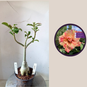 1104 25 Rosa do Deserto Beauty