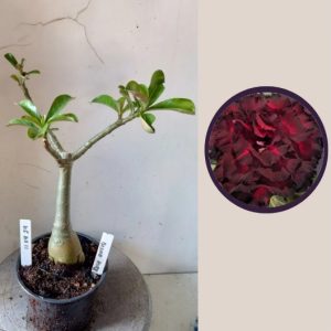 1104 24 Rosa do Deserto Blood Ruby