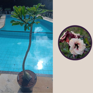 1404 10 Anaconda Luminatang