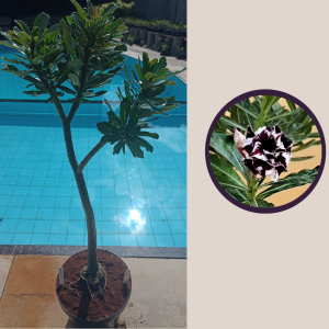 1404 08 Anaconda Lilac