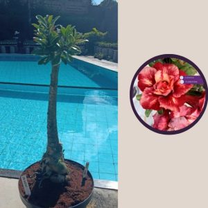 1404 02 Anaconda Julius Caesar