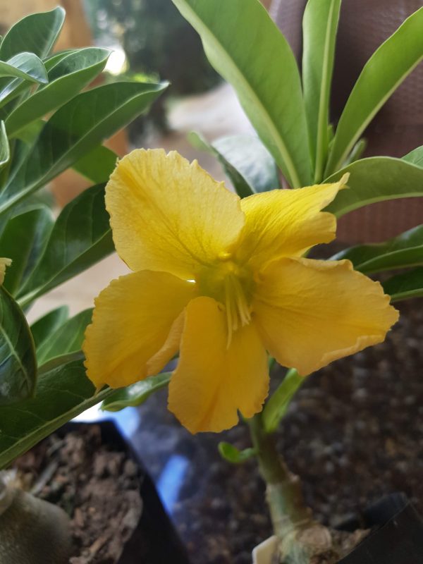Podadinha - Rosa do Deserto Yes