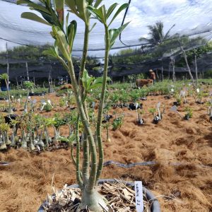 0705 21 Baobá Surprise