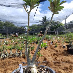 0705 22 Baobá Surprise