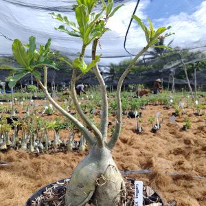 0705 23 Baobá Surprise