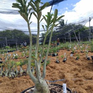 0705 24 Baobá Surprise