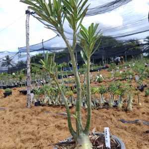 0705 25 Baobá Surprise