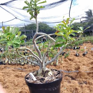 0705 27 Baobá Surprise