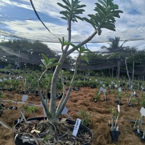 0705 03 Baobá Surprise